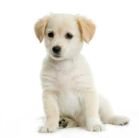 dog_white