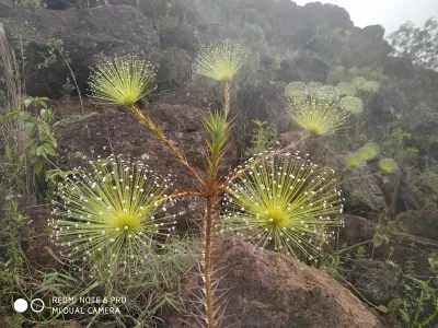 Paepalanthus chiquitensis | Sempre-viva-aranha
