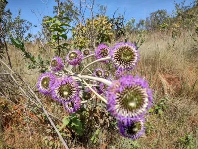 Echinops giganteus | Cardo-gigante