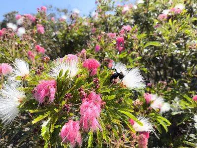 Calliandra spinosa | Esponjinha / Calhandra-espinhosa