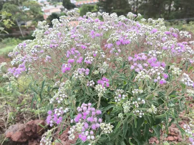 Eupatorium pauciflorum | Assa-peixe-roxo