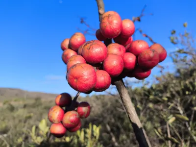 Campomanesia adamantium | Gabiroba