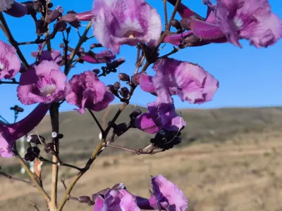 Handroanthus impetiginosus | Ipê-roxo