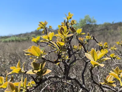 Sideroxylon obtusifolium | Quixabeira / Quente-da-mata