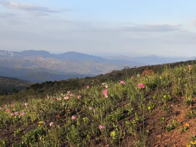 Melastoma malabathricum | Flor-de-cera / Melastoma