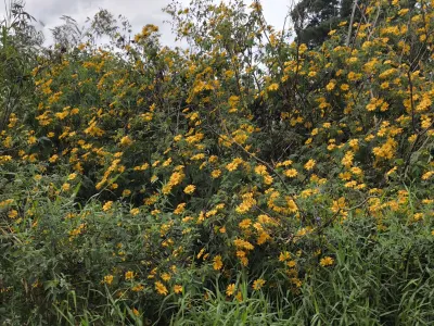 Tithonia diversifolia | Girassol-mexicano / Margaridão