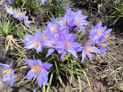 Vellozia squamata | Canela-de-ema